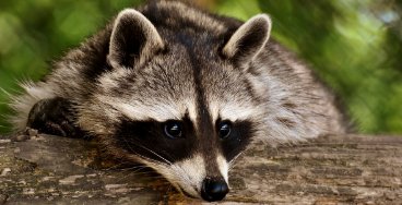Blog 3 - Animals