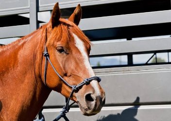 Blog 3 - Animales alemna